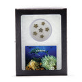 Crinoid "Feather Stars" Columnal Segments