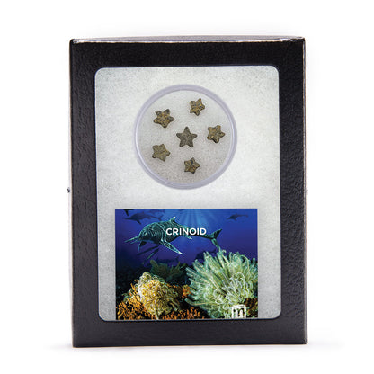 Crinoid "Feather Stars" Columnal Segments