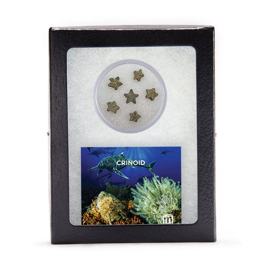 Crinoid "Feather Stars" Columnal Segments