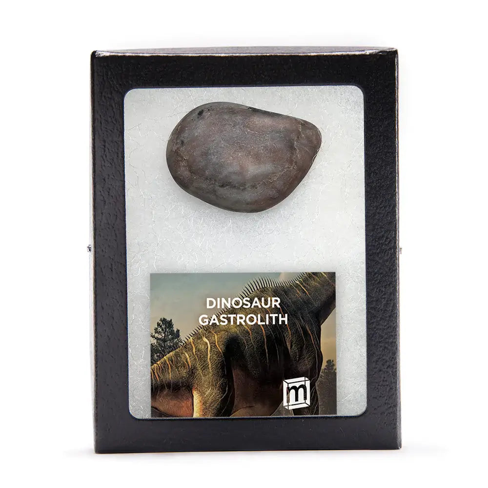 Dinosaur Gastrolith - Gut Stone