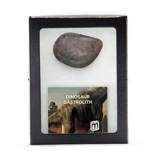 Dinosaur Gastrolith - Gut Stone