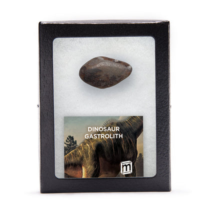 Dinosaur Gastrolith - Gut Stone