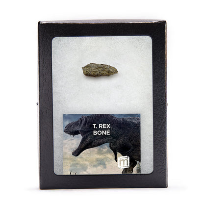 Tyrannosaurus Rex Bone