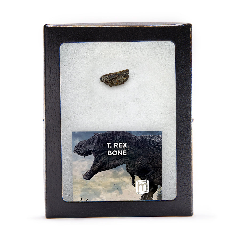 Tyrannosaurus Rex Bone