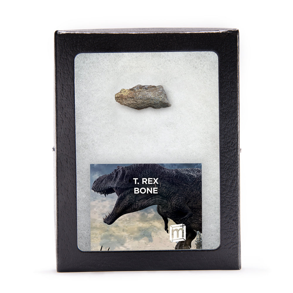 Tyrannosaurus Rex Bone