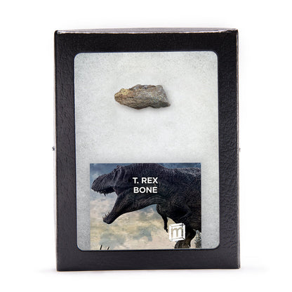 Tyrannosaurus Rex Bone
