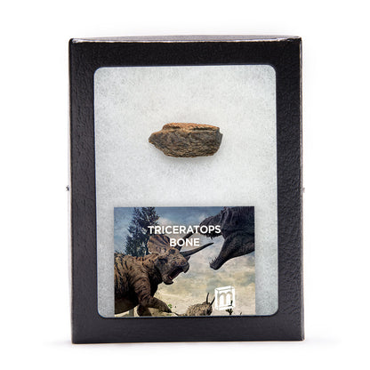 Triceratops Bone