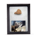 Triceratops Bone