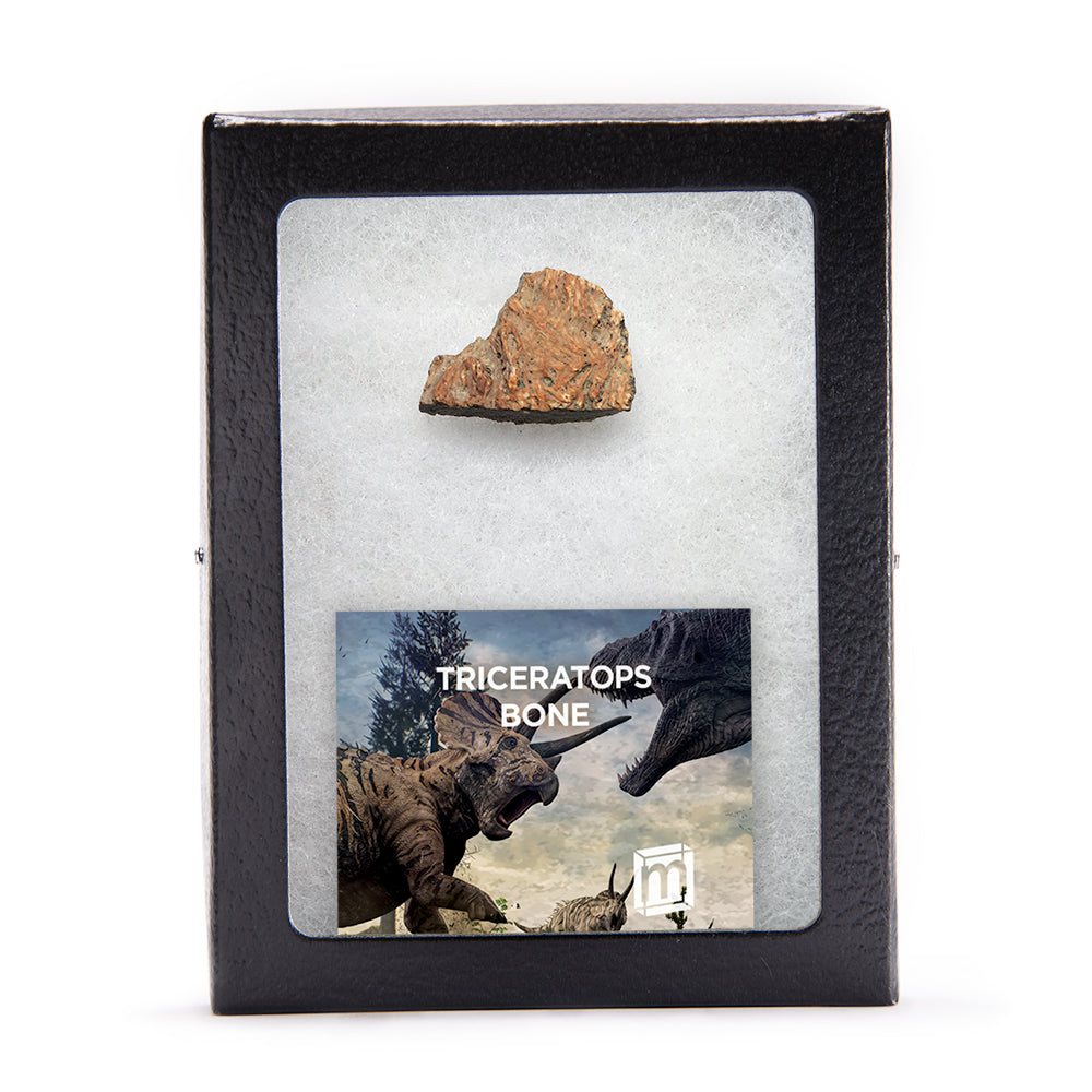 Triceratops Bone