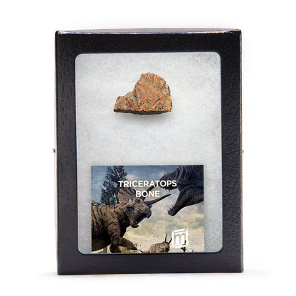 Triceratops Bone