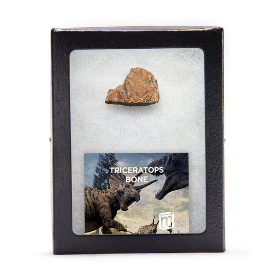 Triceratops Bone