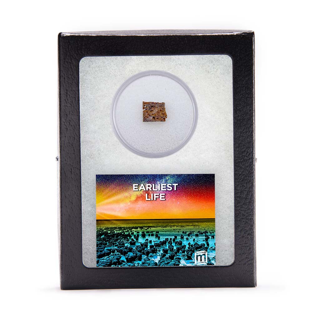 Earliest Life - North Pole Dome Stromatolite - Classic Riker Box Specimen