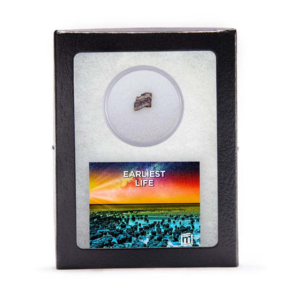 Earliest Life - North Pole Dome Stromatolite - Classic Riker Box Specimen