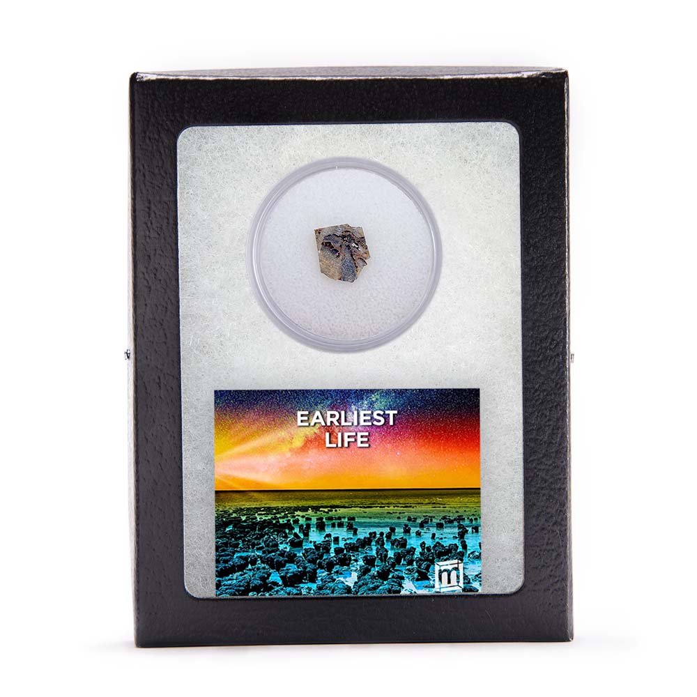 Earliest Life - North Pole Dome Stromatolite - Classic Riker Box Specimen