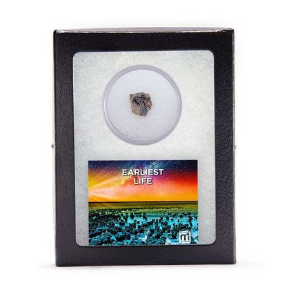 Earliest Life - North Pole Dome Stromatolite - Classic Riker Box Specimen