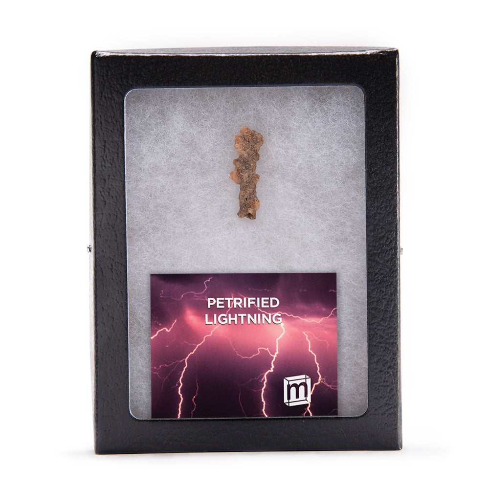 Petrified Lightning - Saharan Fulgurite Riker Box Specimen