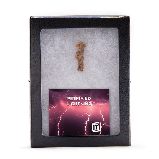 Petrified Lightning - Saharan Fulgurite Riker Box Specimen