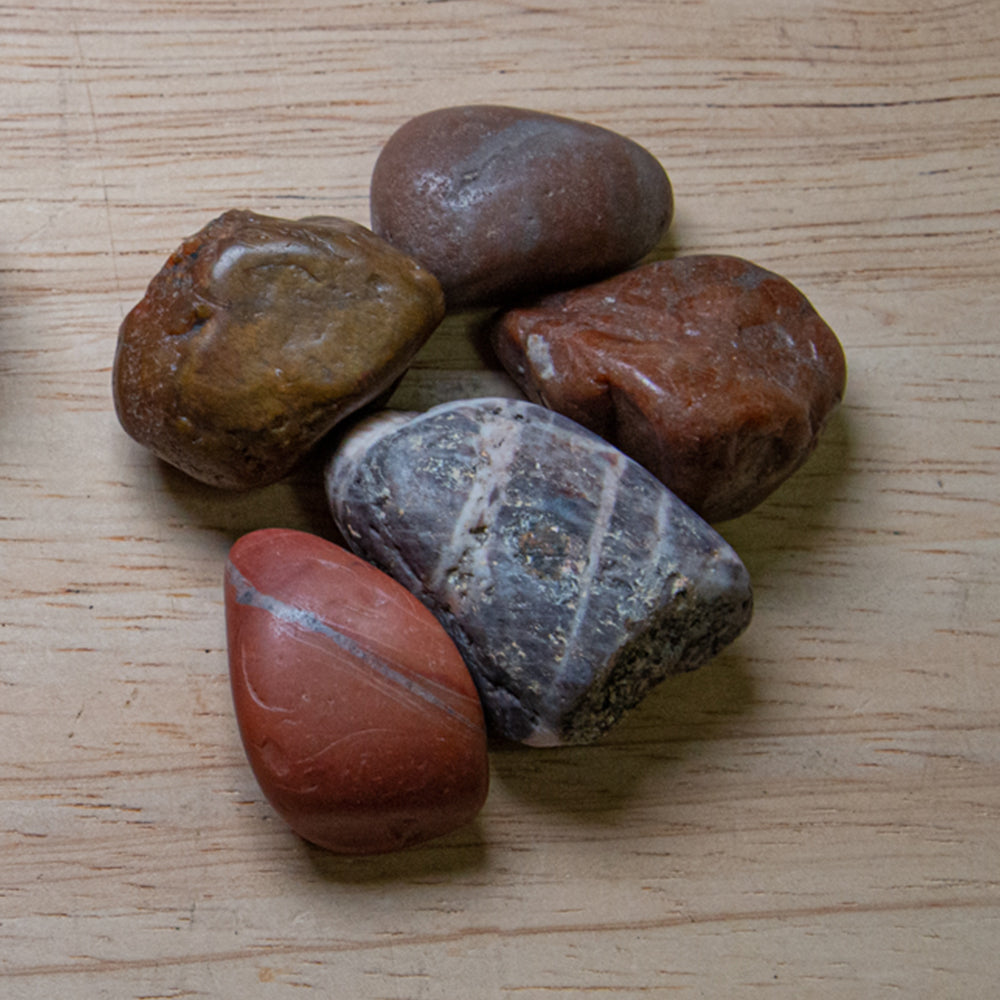 Dinosaur Gastrolith - Gut Stone