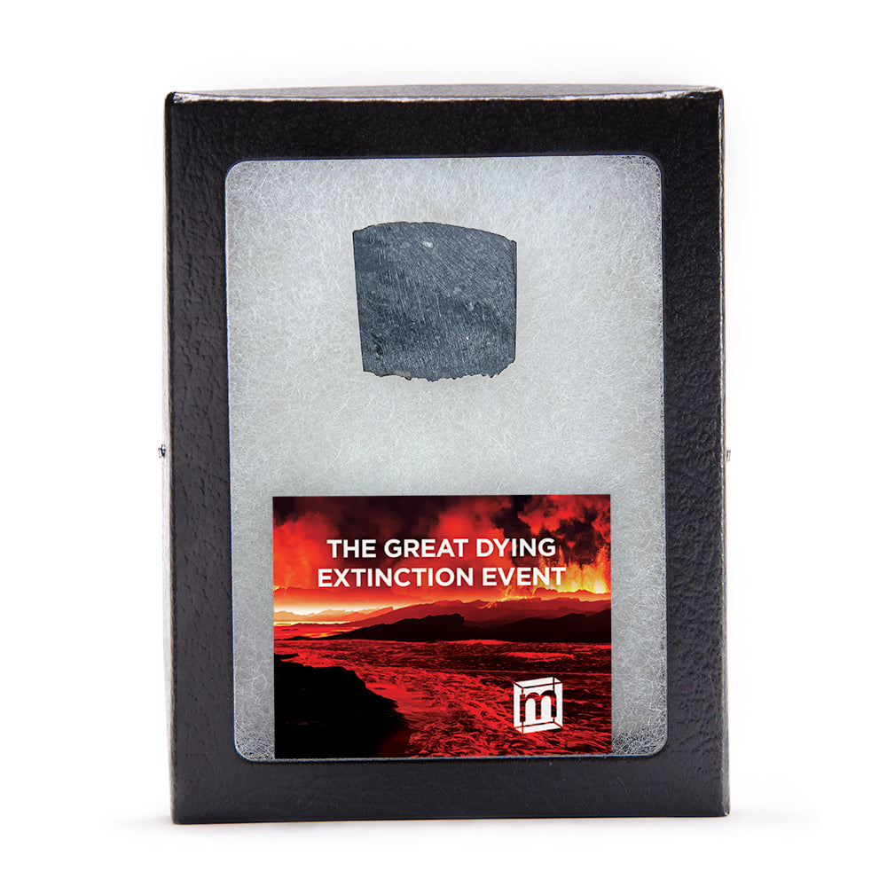 The Great Dying Extinction Event - Siberian Traps Slab
