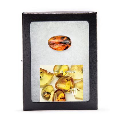 Insect in Amber - Baltic Amber