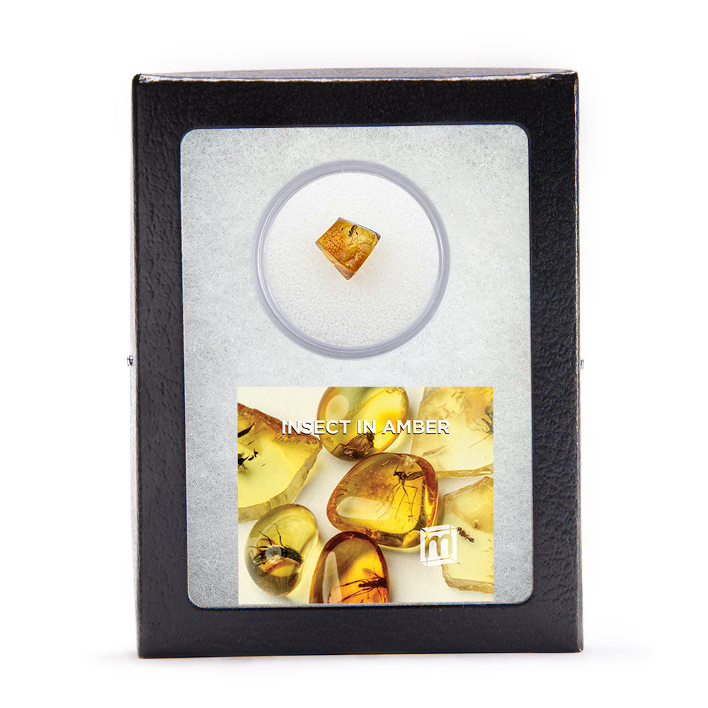Insect in Amber - Baltic Amber