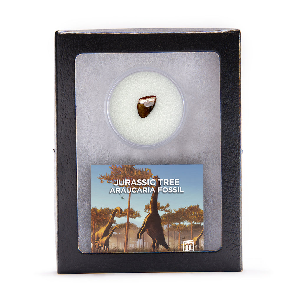 Jurassic Tree - Araucaria Fossil