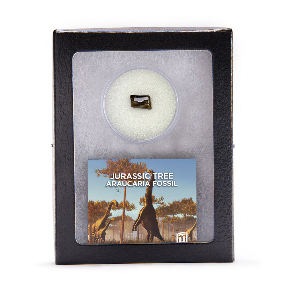 Jurassic Tree - Araucaria Fossil