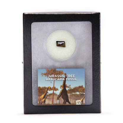 Jurassic Tree - Araucaria Fossil