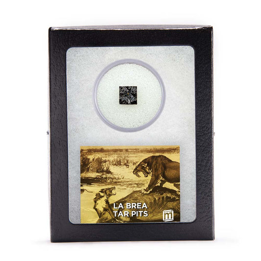 La Brea Tar Pit Riker Box Specimens
