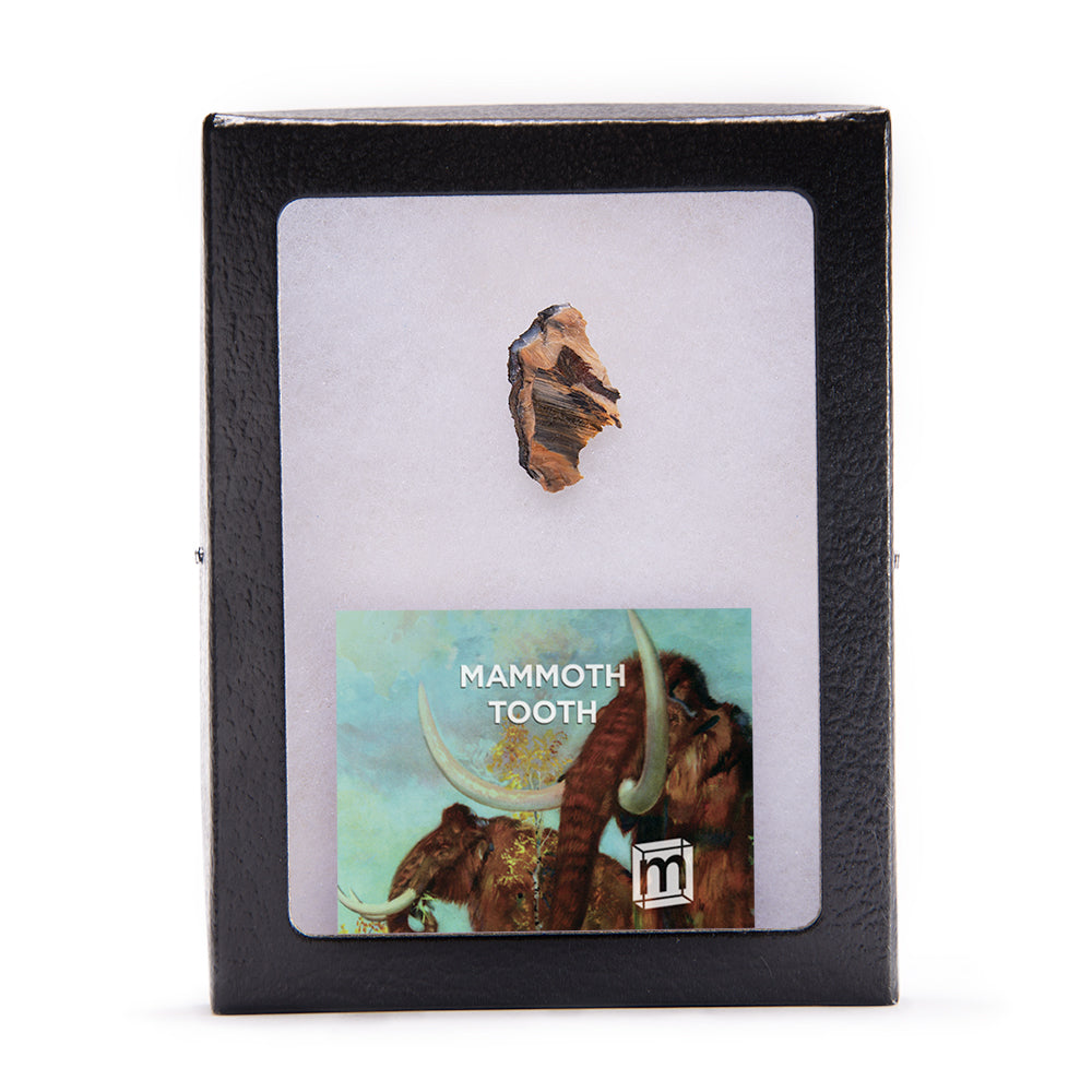 Woolly Mammoth Tooth - Riker Box Specimens