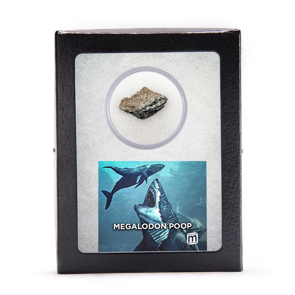 Megalodon Poop