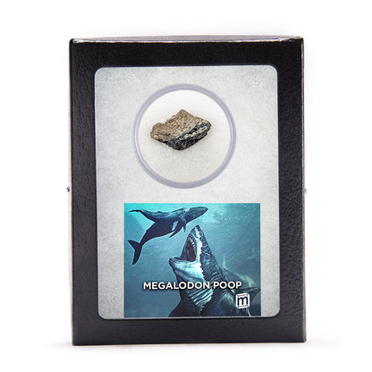 Megalodon Poop