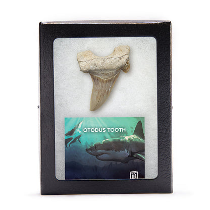 Otodus Fossil Tooth - First Megatooth Shark