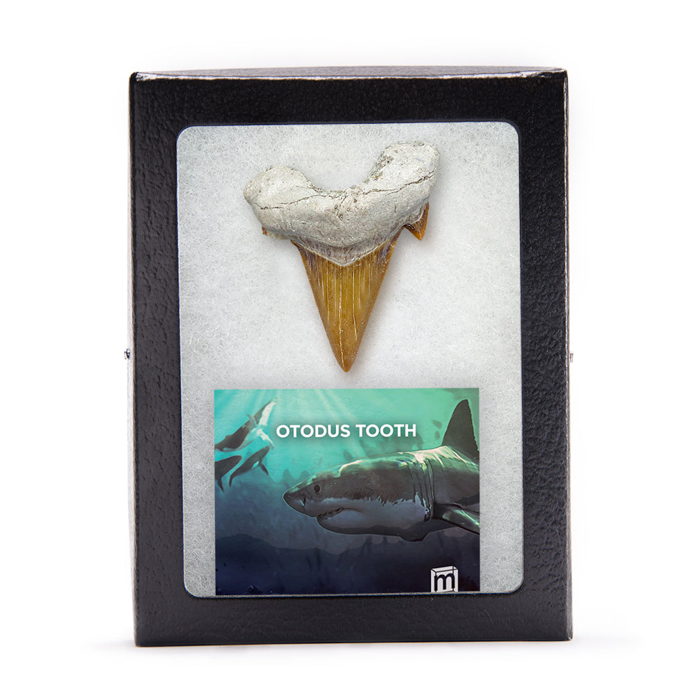 Otodus Fossil Tooth - First Megatooth Shark