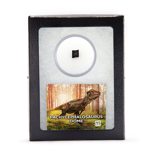 Pachycephalosaurus Dome Fragment