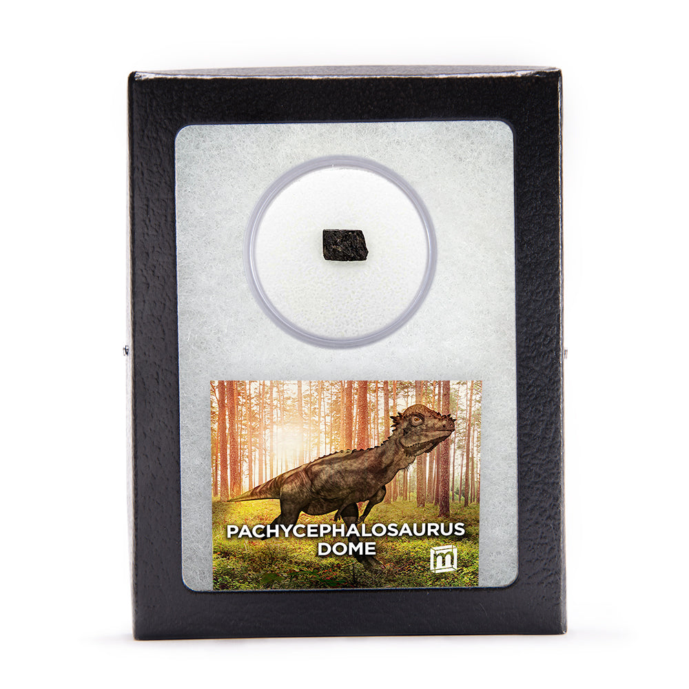 Pachycephalosaurus Dome Fragment