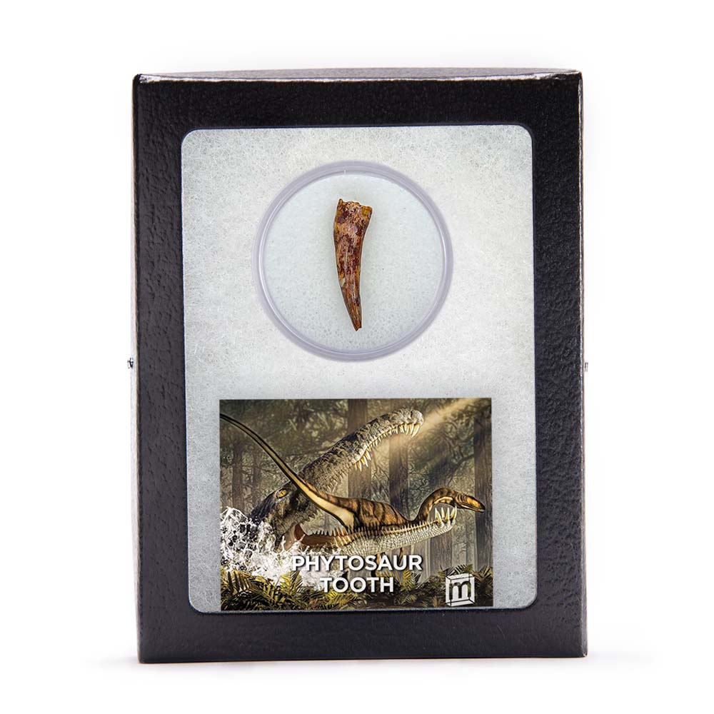 Phytosaur Teeth - Classic Riker Box Specimens
