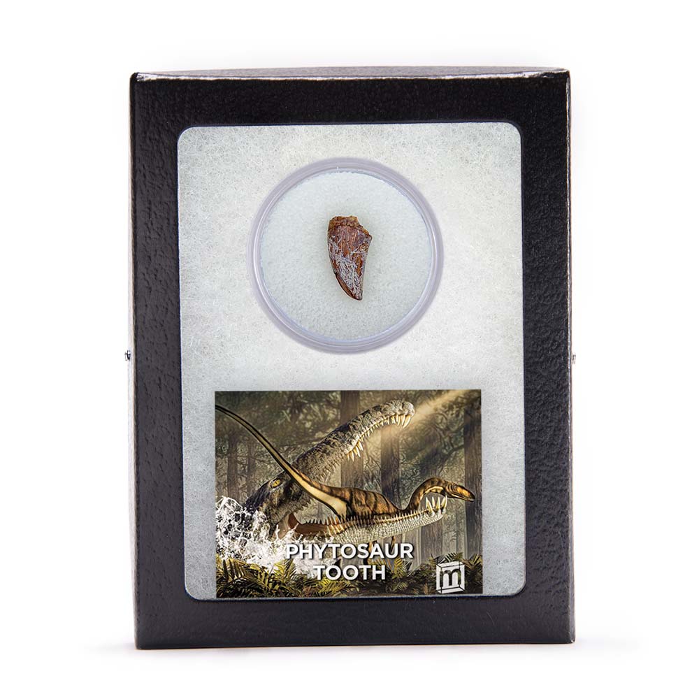Phytosaur Teeth - Classic Riker Box Specimens