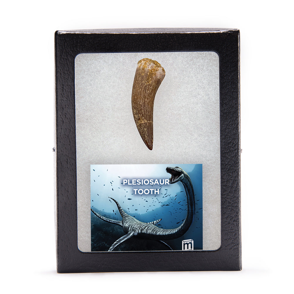 Plesiosaur Tooth - Classic Riker Box Specimens