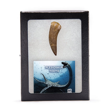 Plesiosaur Tooth - Classic Riker Box Specimens
