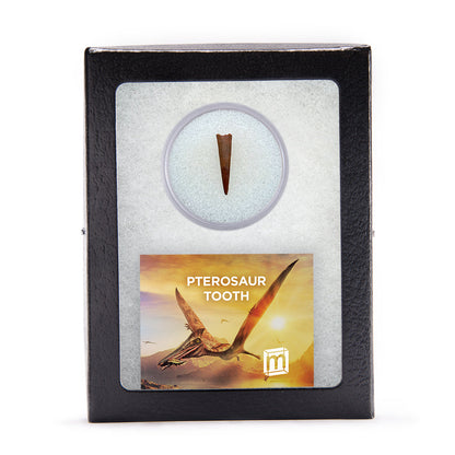 Pterosaur Tooth - Classic Riker Box Specimens