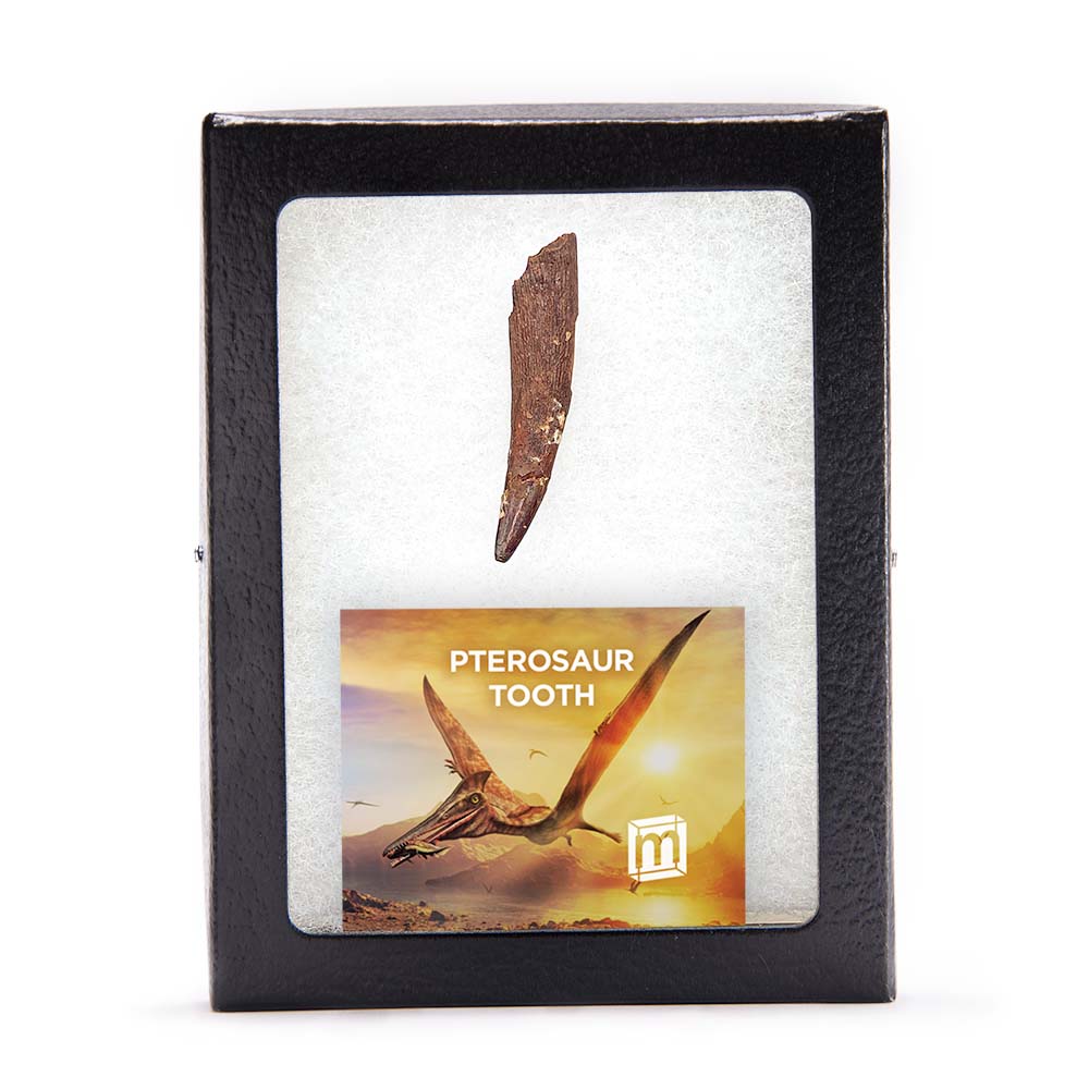 Pterosaur Tooth - Classic Riker Box Specimens