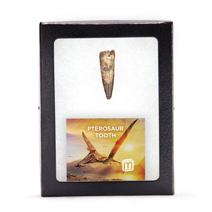 Pterosaur Tooth - Classic Riker Box Specimens