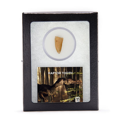 Raptor Tooth