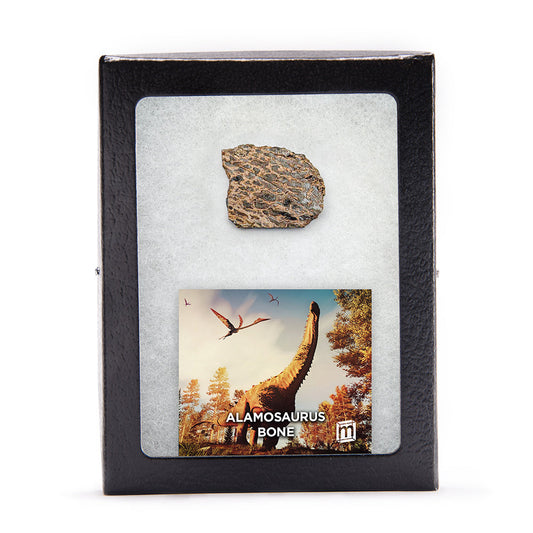 Alamosaurus Bone - Classic Riker Display Case Fragment