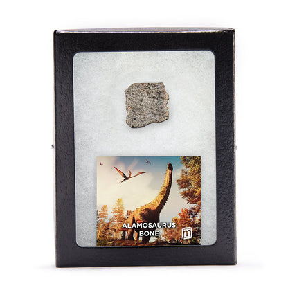 Alamosaurus Bone - Classic Riker Display Case Fragment