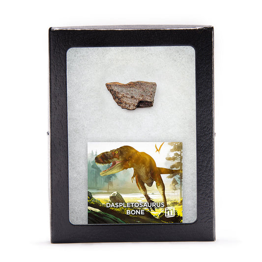 Daspletosaurus Bone - Classic Riker Display Case Fragment