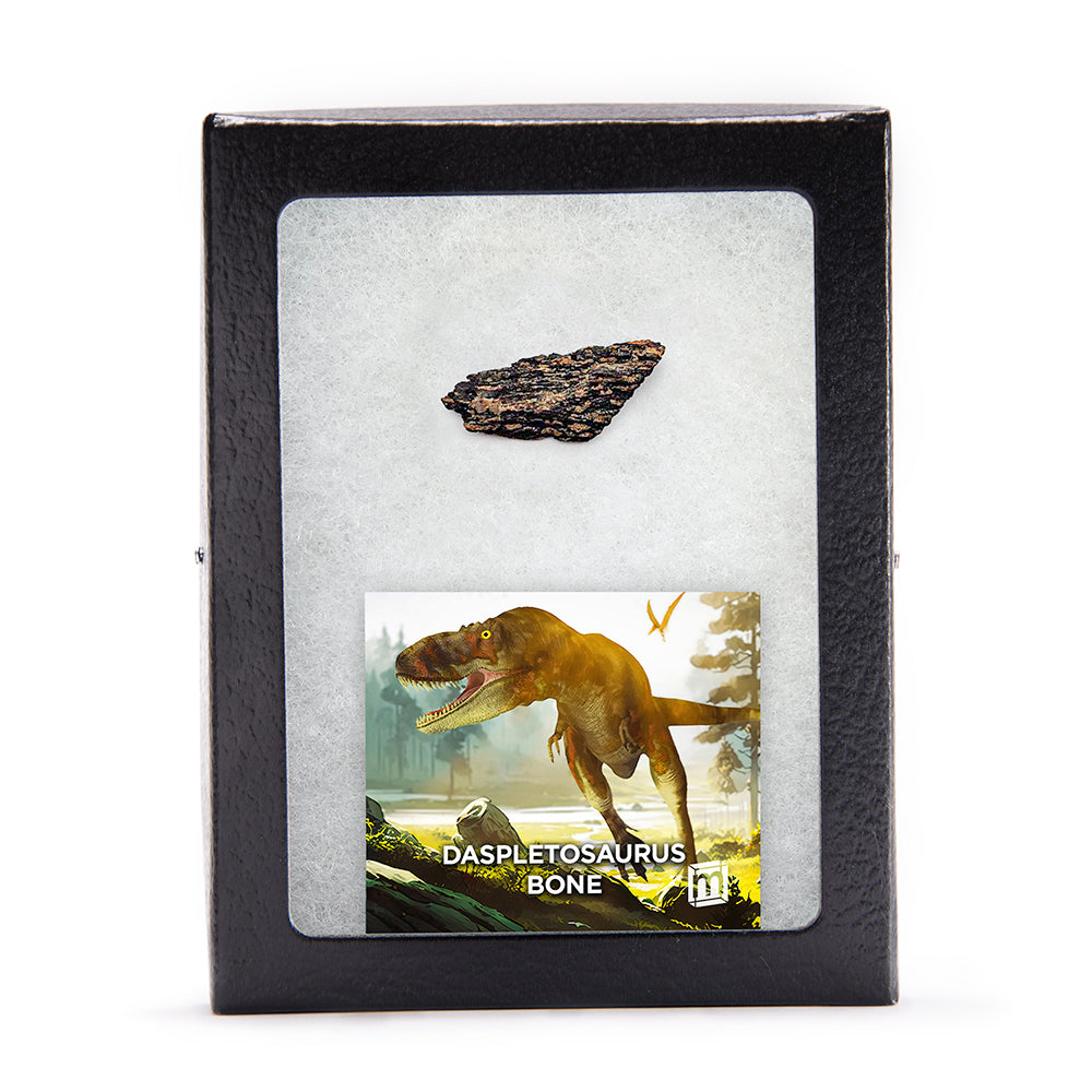 Daspletosaurus Bone - Classic Riker Display Case Fragment