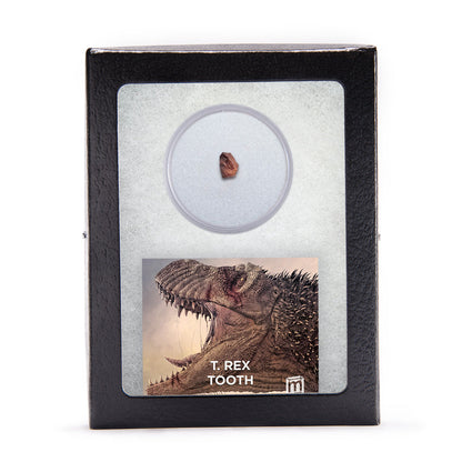 Tyrannosaurus Rex Tooth Fragment