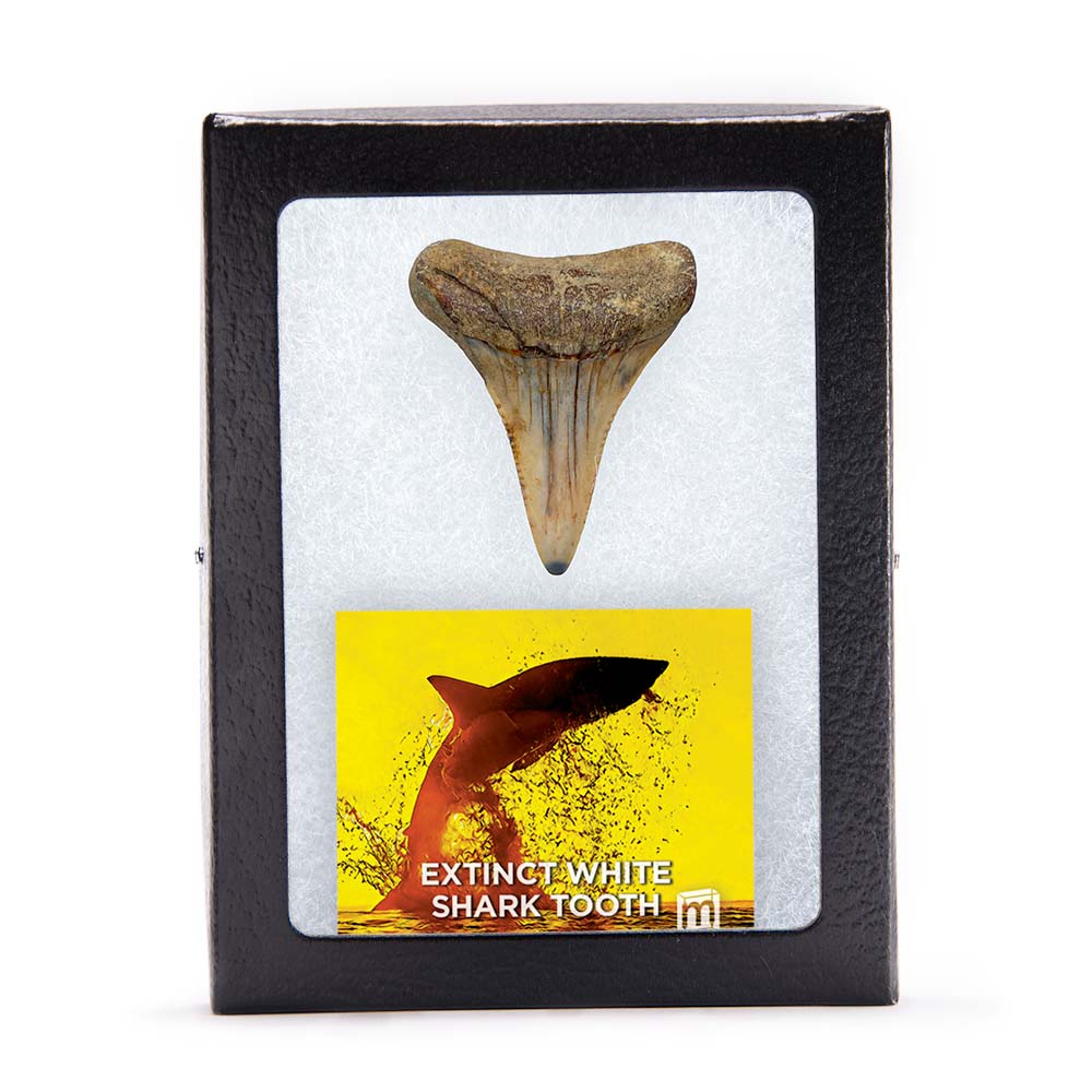 Fossil White Shark Tooth